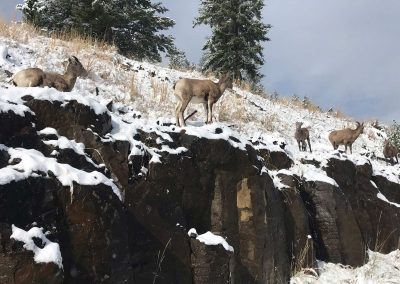 wildlife in Yellowstone National Park Montana